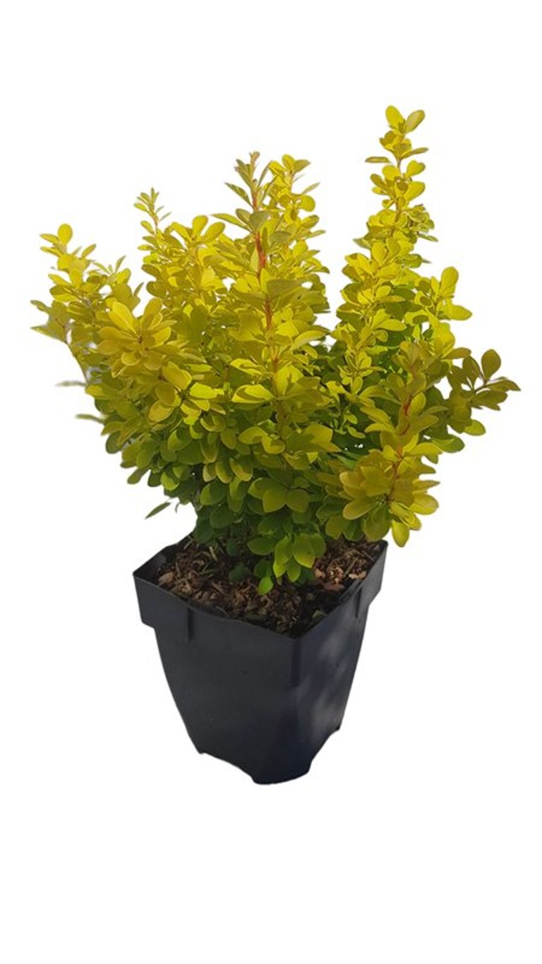 Berberis thunb. 'Maria' - C2